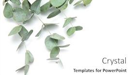  Presentation with eucalyptus leaves - Colorful presentation enhanced with green-leaves-eucalyptus-branches-eucalyptus backdrop and a white colored foreground