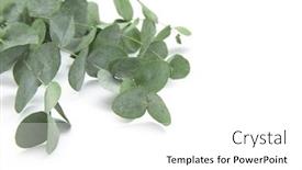  Presentation with eucalyptus leaves - Presentation featuring green-leaves-eucalyptus-branches-eucalyptus background and a white colored foreground