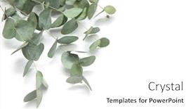  Presentation with leaves - Theme consisting of green-leaves-eucalyptus-branches-eucalyptus background and a white colored foreground