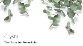  Presentation with eucalyptus - Presentation theme featuring green-leaves-eucalyptus-branches-eucalyptus background and a white colored foreground