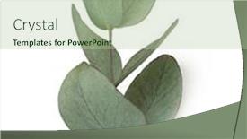  Presentation with eucalyptus leaves - Amazing presentation design having green-leaves-eucalyptus-isolated backdrop and a mint green colored foreground