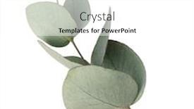  Presentation with eucalyptus leaves - PPT theme enhanced with green-leaves-eucalyptus-isolated background and a white colored foreground