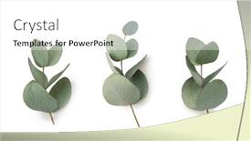  Presentation with eucalyptus leaves - Amazing slide set having green-leaves-eucalyptus-isolated backdrop and a white colored foreground