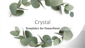  Presentation with eucalyptus - Colorful slide deck enhanced with green-leaves-eucalyptus-isolated backdrop and a white colored foreground