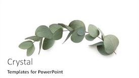  Presentation with eucalyptus - Theme having green-leaves-eucalyptus-isolated background and a white colored foreground