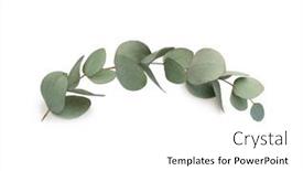  Presentation with eucalyptus - Audience pleasing PPT layouts consisting of green-leaves-eucalyptus-isolated backdrop and a white colored foreground
