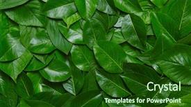 Presentation with green leaves coriander lay - Presentation theme consisting of green leaves flat lay nature background and a forest green colored foreground
