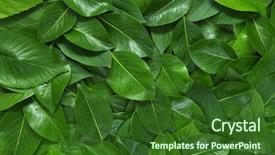  Presentation with leaves flat lay - PPT layouts having green leaves flat lay nature background and a forest green colored foreground