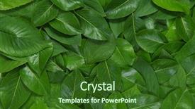  Presentation with leaves flat lay - Audience pleasing PPT theme consisting of green leaves flat lay nature backdrop and a forest green colored foreground