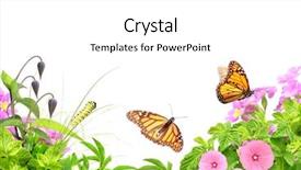  Presentation with butterflies - Presentation theme consisting of green leaves flowers caterpillar background and a white colored foreground