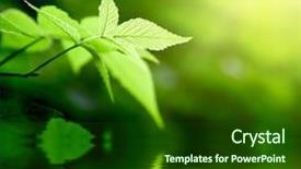  Presentation with green leaves - Beautiful PPT theme featuring green leaves in deep forest backdrop and a forest green colored foreground