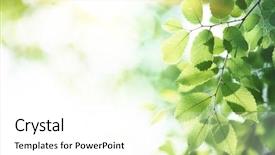  Presentation with green morning - PPT layouts consisting of green leaves in morning natural background and a white colored foreground