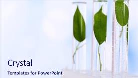  Presentation with green color - Presentation design having green leaves in test tubes background and a sky blue colored foreground