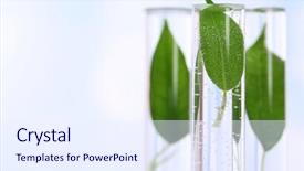 Presentation with test tubes - Audience pleasing presentation design consisting of green leaves in test tubes backdrop and a sky blue colored foreground