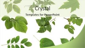  Presentation with green leaves simple - Presentation design enhanced with green leaves isolated on white background and a soft green colored foreground