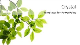  Presentation with green leaves - PPT layouts featuring green leaves isolated on white background and a white colored foreground