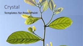  Presentation with green leaves - PPT theme having green-leaves-macro-background-against background and a light blue colored foreground