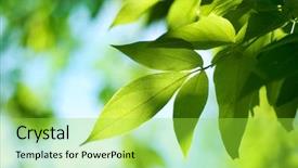  Presentation with tea leaves fresh green leaf - Presentation design having green leaves nature background background and a yellow colored foreground