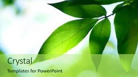  Presentation with green nature - Beautiful slide set featuring green leaves nature backdrop and a yellow colored foreground