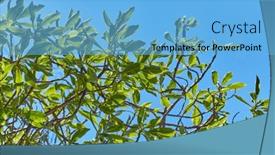  Presentation with green leaves - Slide set featuring green-leaves-of-a-bus background and a  colored foreground