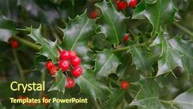  Presentation with berries - Presentation theme having green leaves of a holly background and a tawny brown colored foreground