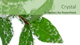  Presentation with water plant - 