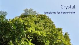 Presentation with green tree - Presentation theme having green-leaves-of-a-tree background and a sky blue colored foreground
