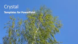  Presentation with green tree - Colorful PPT theme enhanced with green-leaves-of-a-tree backdrop and a teal colored foreground