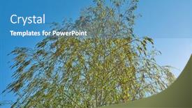  Presentation with green tree - Theme having green-leaves-of-a-tree background and a teal colored foreground