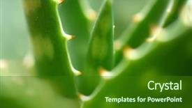  Presentation with green leaves - Amazing theme having green leaves of aloe plant backdrop and a forest green colored foreground