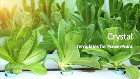  Presentation with hydroponic farm - Amazing slide deck having green leaves of lettuce salad in hydroponic farm thailand backdrop and a tawny brown colored foreground
