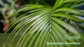  Presentation with tropical forest - Presentation enhanced with growing in wild the tropical background and a tawny brown colored foreground