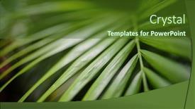  Presentation with tropical forest - Audience pleasing theme consisting of green-leaves-of-monstera-plant backdrop and a tawny brown colored foreground