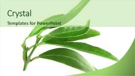  Presentation with orange green white - Beautiful slides featuring green leaves of orange tree backdrop and a  colored foreground