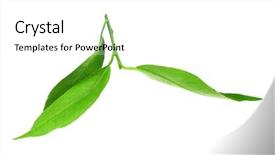  Presentation with orange green white - Cool new presentation theme with green leaves of orange tree backdrop and a  colored foreground