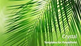  Presentation with coconut tree - Audience pleasing slide set consisting of green leaves of palm tree backdrop and a shamrock green colored foreground
