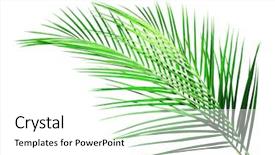  Presentation with palm leaves - Colorful presentation design enhanced with green leaves of palm tree backdrop and a white colored foreground