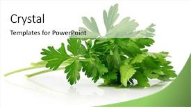  Presentation with chemistry leaves green leaf - PPT theme consisting of green leaves of parsley isolated background and a white colored foreground