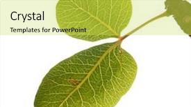  Presentation with green leaves - Cool new PPT theme with green-leaves-of-pistachio backdrop and a yellow colored foreground