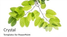  Presentation with purple butterfly - Colorful presentation enhanced with green leaves of purple bauhinia backdrop and a white colored foreground