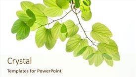  Presentation with purple green - Presentation design having green leaves of purple bauhinia background and a soft green colored foreground