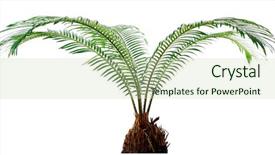  Presentation with palm leaves - Audience pleasing presentation theme consisting of green-leaves-of-sago-palm backdrop and a mint green colored foreground
