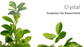  Presentation with green tree - Presentation theme enhanced with green-leaves-of-tangerine-tree background and a white colored foreground