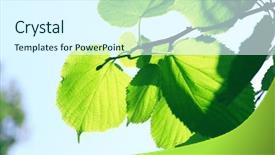  Presentation with tea leaves fresh green leaf - PPT theme featuring green leaves of tree branch background and a sky blue colored foreground