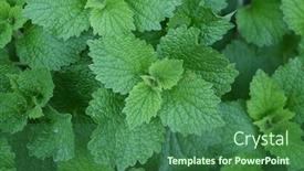  Presentation with nettle - Theme enhanced with green-leaves-of-young-nettle background and a ocean colored foreground