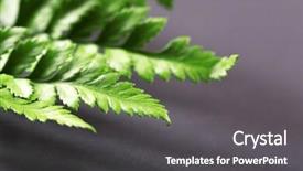  Presentation with dark green - Cool new presentation design with hydrophobic - green leaves on dark surface backdrop and a dark gray colored foreground