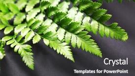  Presentation with dark green - Amazing presentation theme having hydrophobic - green leaves on dark surface backdrop and a dark gray colored foreground
