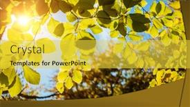  Presentation with green earth - Cool new PPT layouts with green-leaves-on-the-branches backdrop and a yellow colored foreground