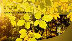  Presentation with green earth - Slide deck enhanced with green-leaves-on-the-branches background and a gold colored foreground