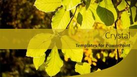  Presentation with green earth - Amazing PPT theme having green-leaves-on-the-branches backdrop and a gold colored foreground